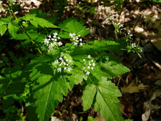 {Osmorhiza longistylis}
